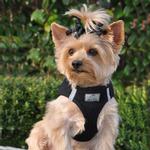 American River Solid Ultra Choke Free Dog Harness - Black